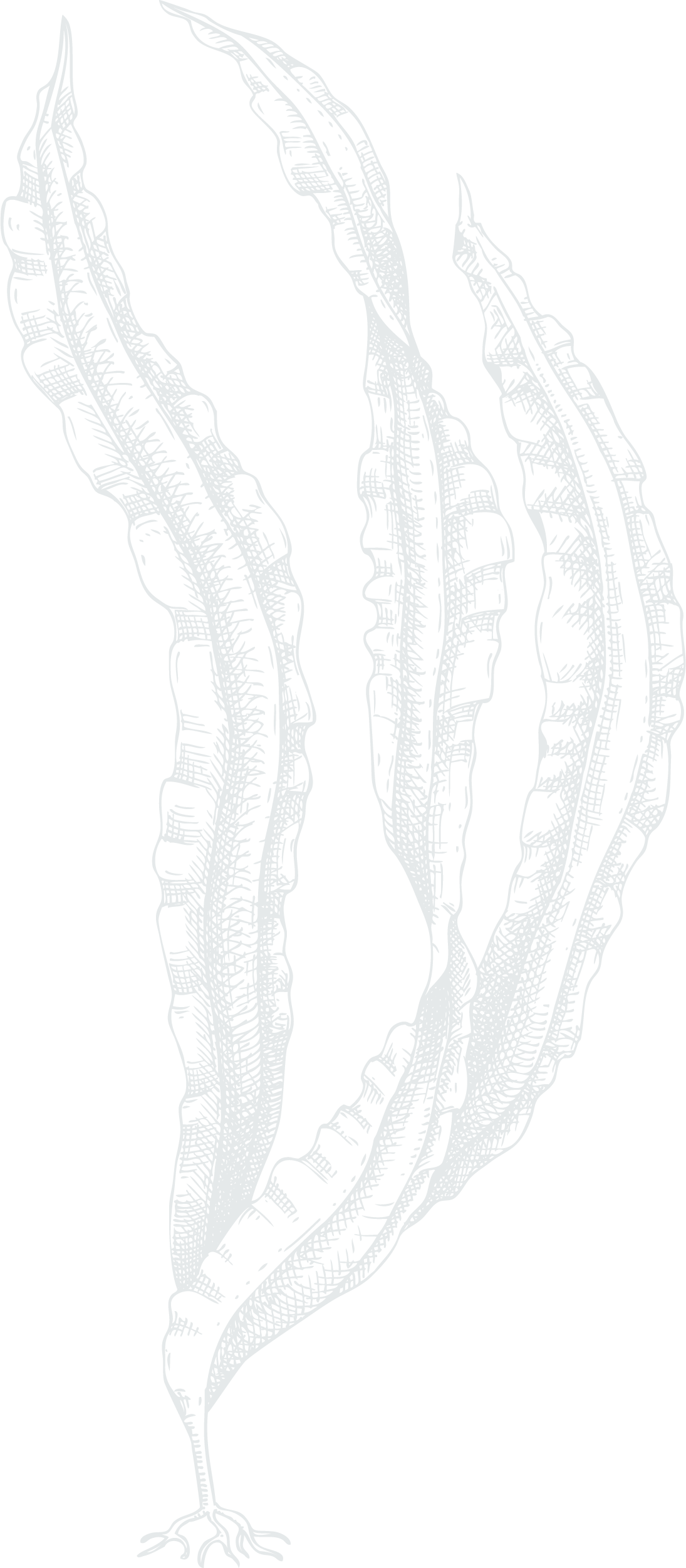 背景海藻イラスト